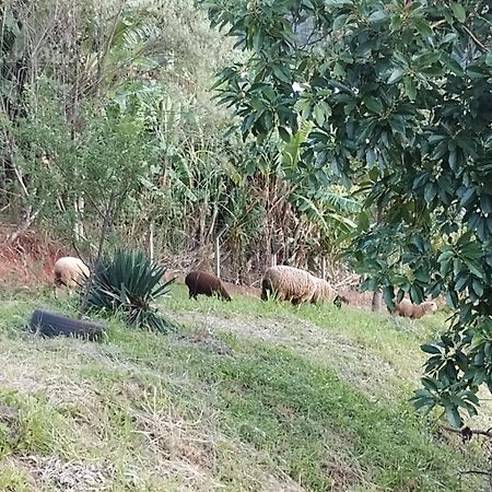 Bangalo Dos Aracas - Sitio Vo Haack Villa Gramado Bagian luar foto